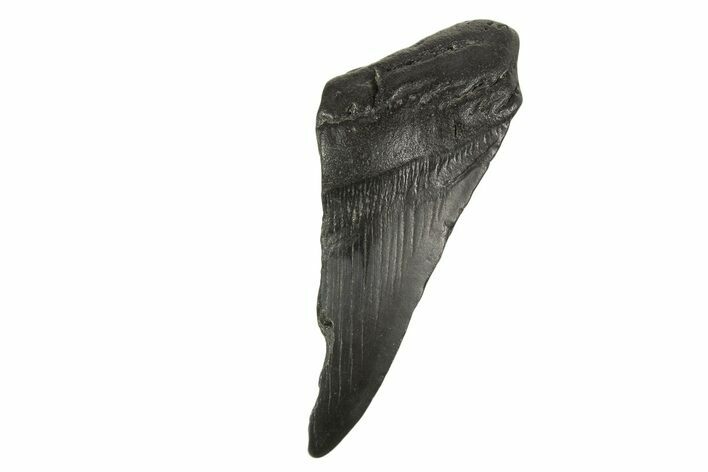 Partial Fossil Megalodon Tooth - South Carolina #332326